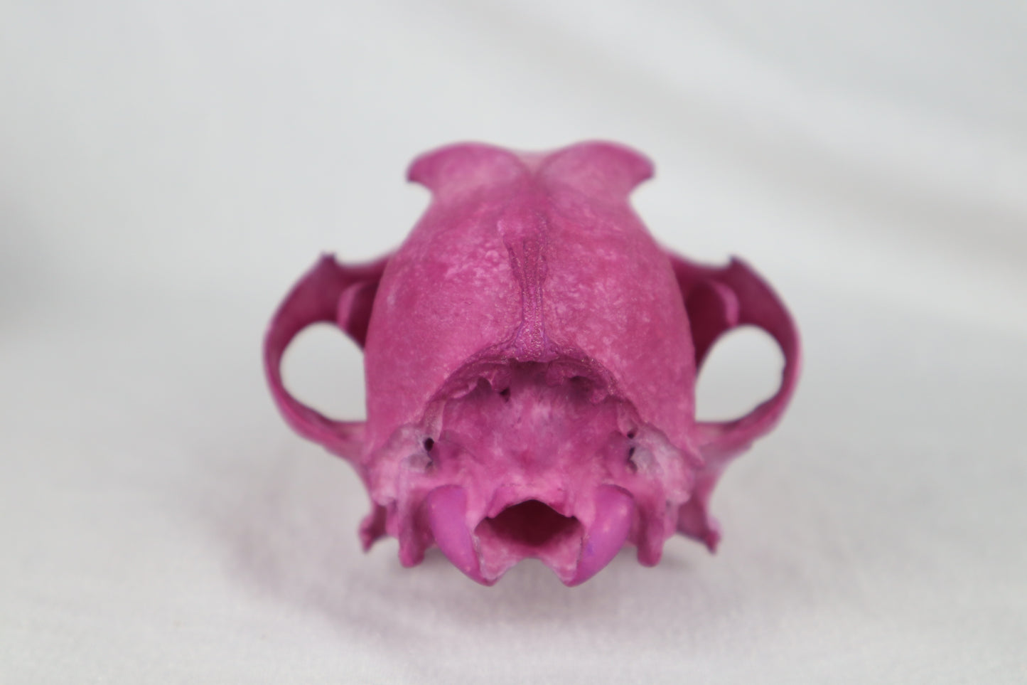 Naturally Stained Coyote Skull