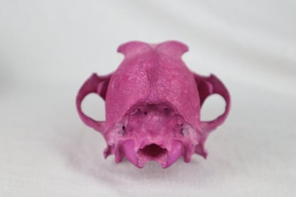 Naturally Stained Coyote Skull