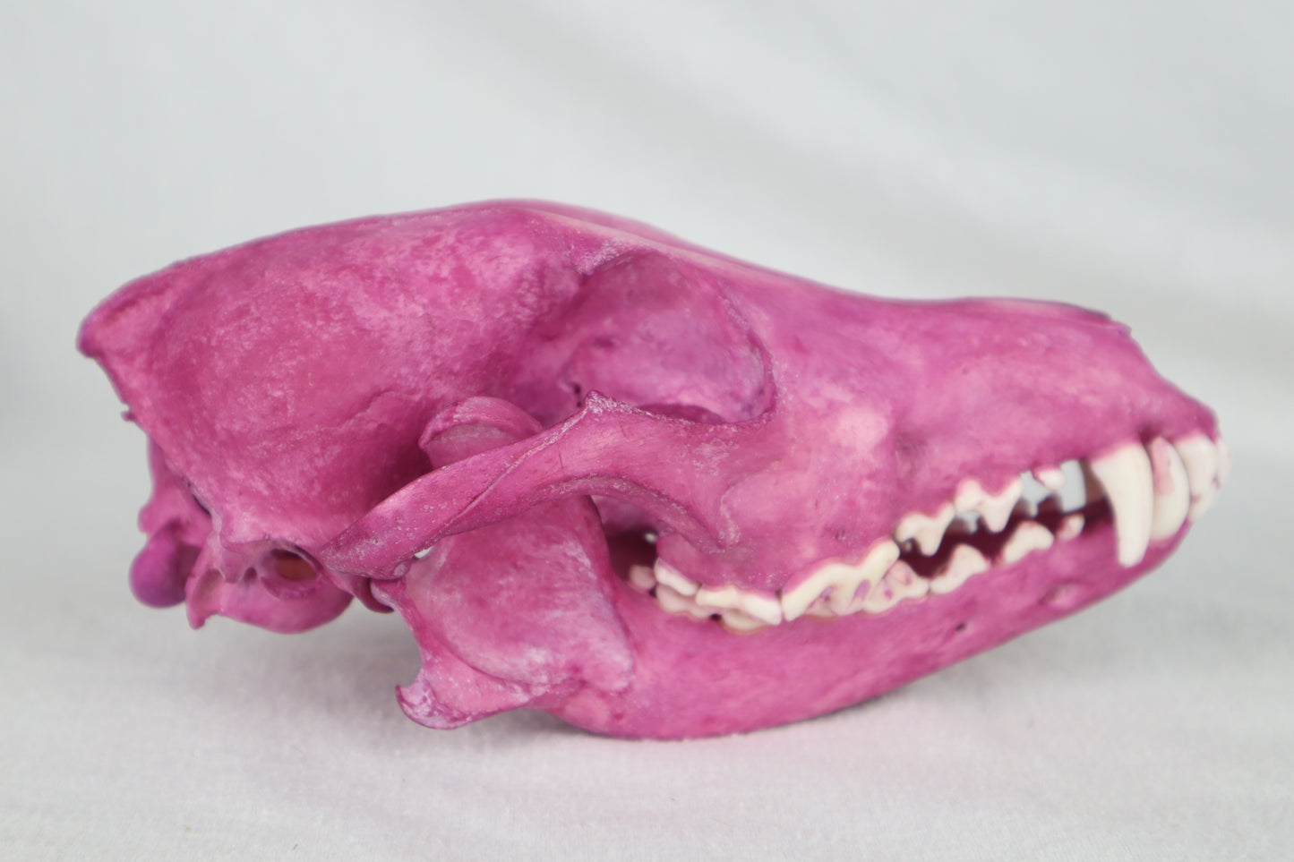Naturally Stained Coyote Skull