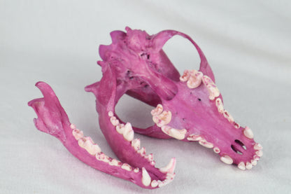 Naturally Stained Coyote Skull