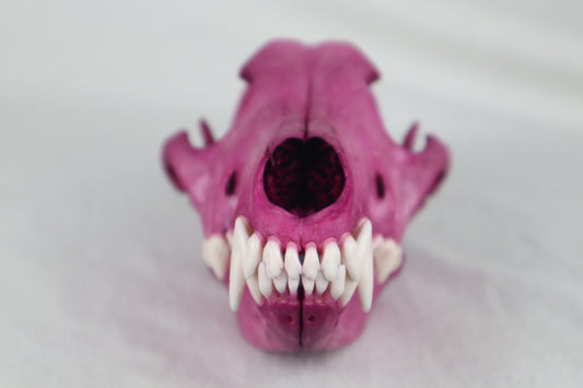 Naturally Stained Coyote Skull