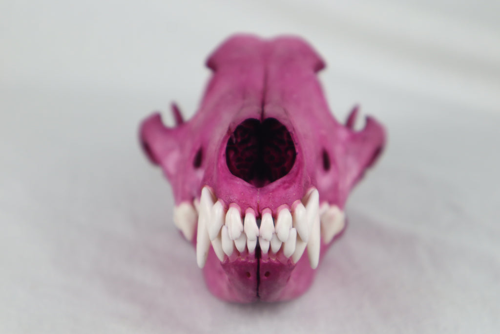Naturally Stained Coyote Skull
