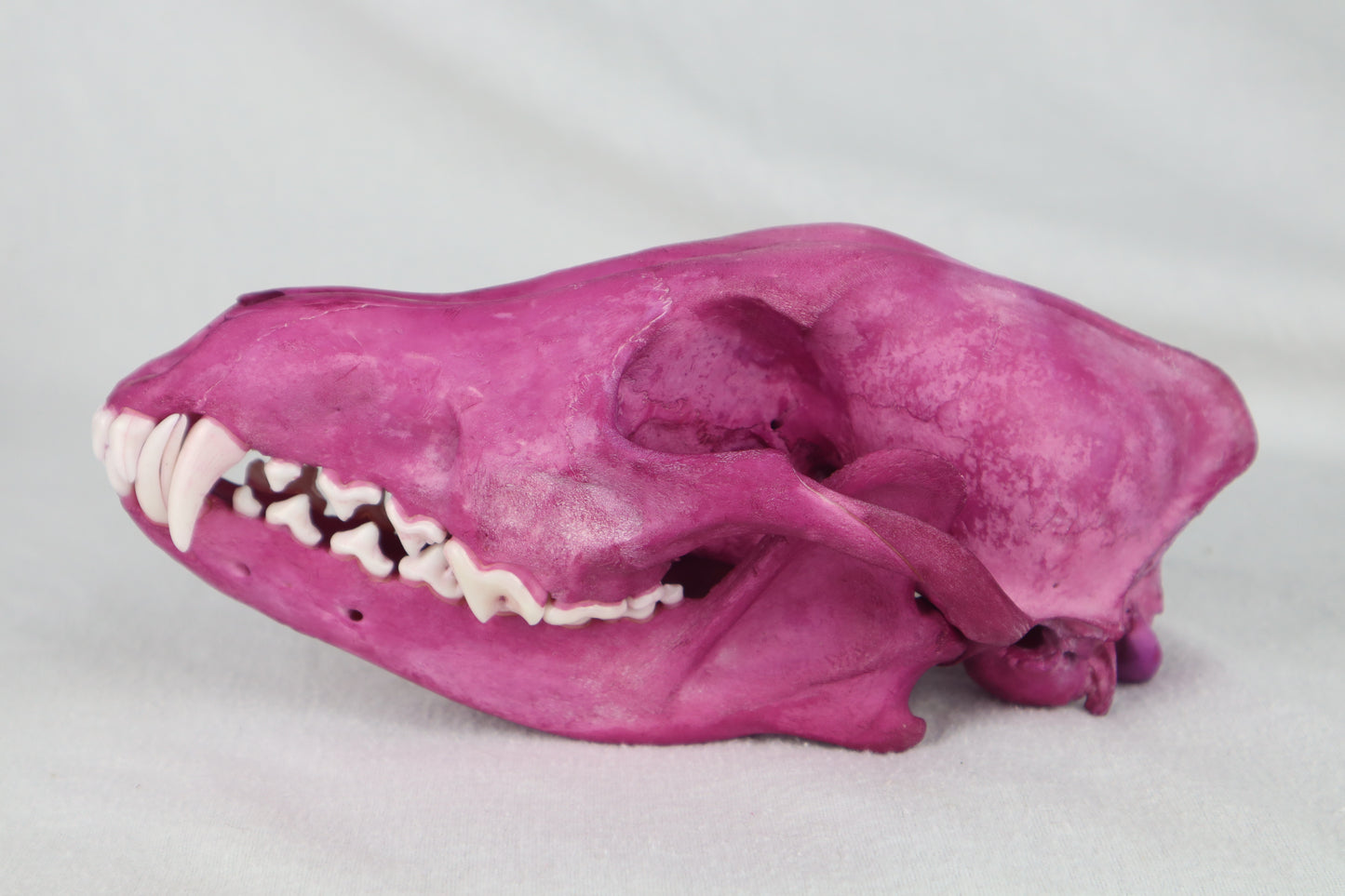 Naturally Stained Coyote Skull