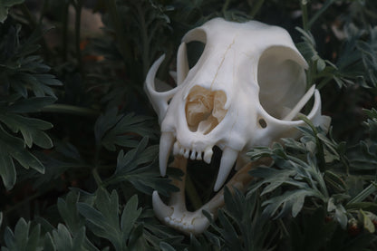 Bobcat Skull