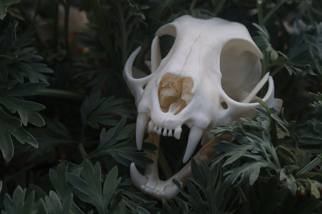 Bobcat Skull