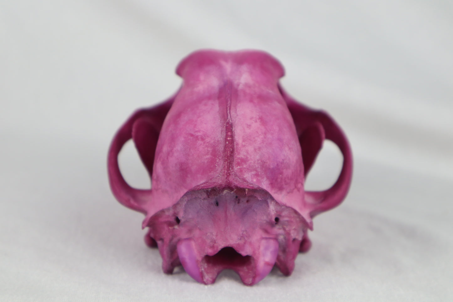 Naturally Stained Coyote Skull