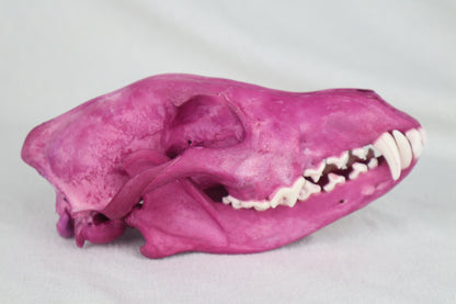 Naturally Stained Coyote Skull