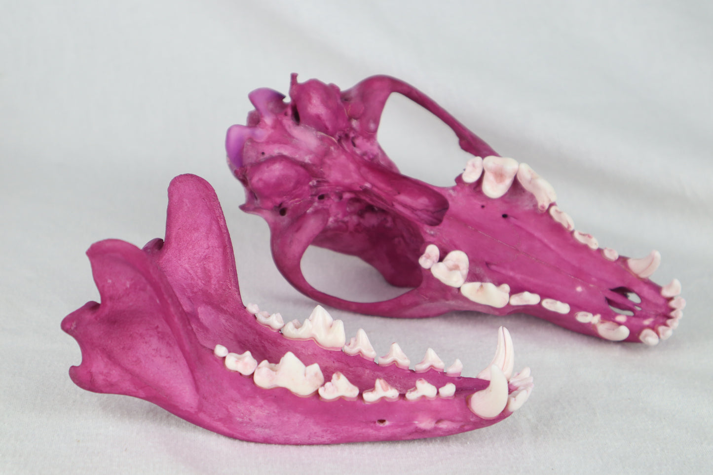 Naturally Stained Coyote Skull