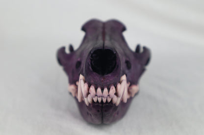Naturally Stained Coyote Skull