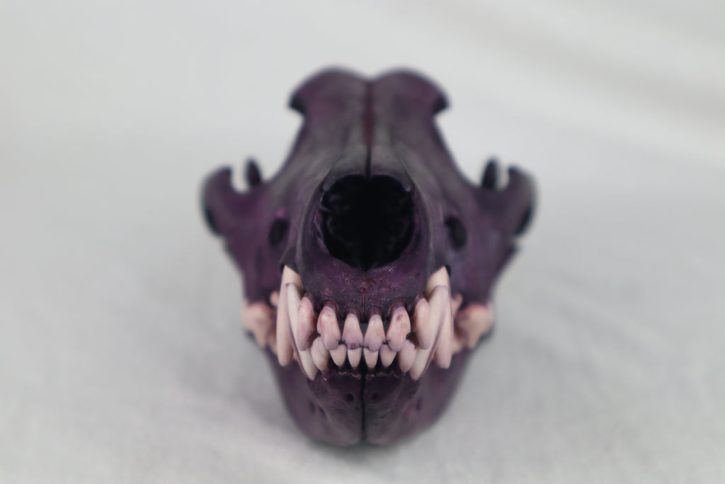 Naturally Stained Coyote Skull