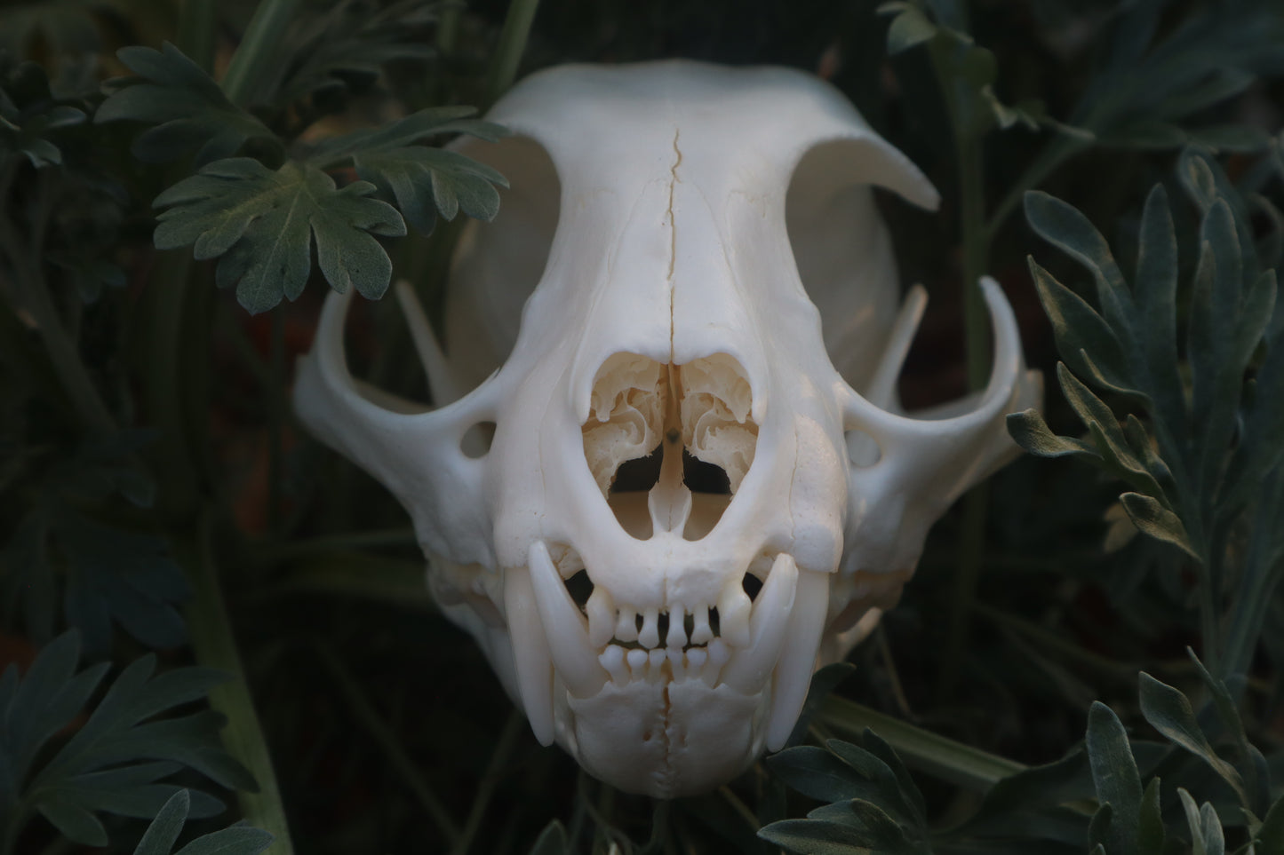 Bobcat Skull