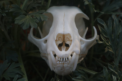 Bobcat Skull