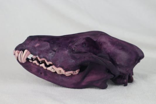 Naturally Stained Coyote Skull