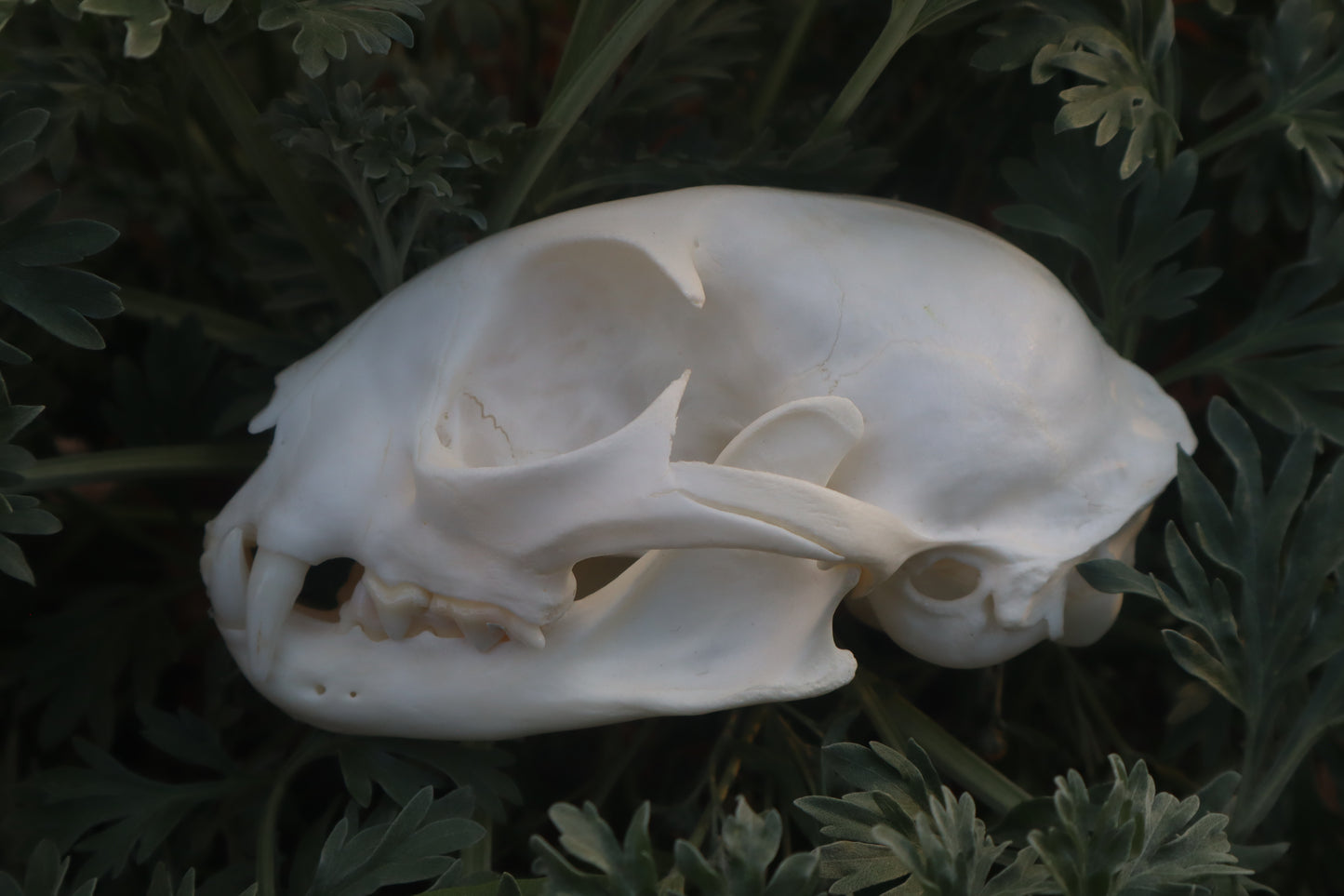 Bobcat Skull