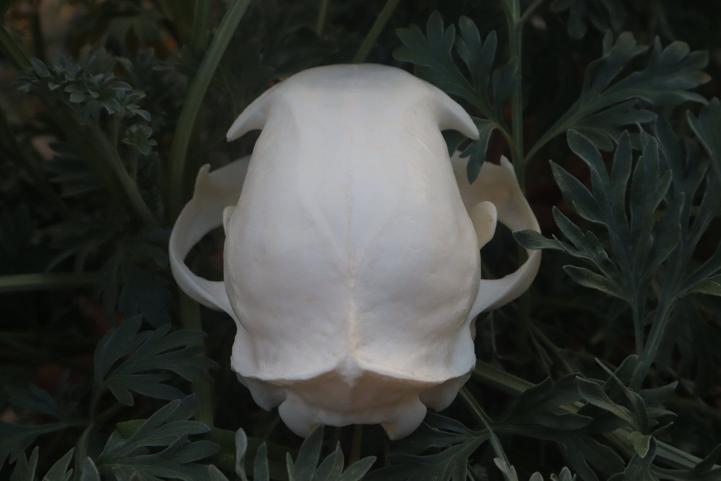Bobcat Skull