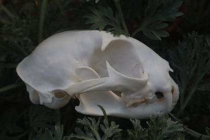 Bobcat Skull