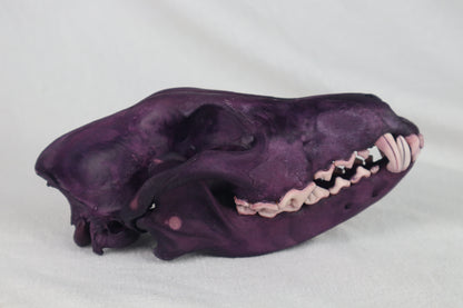 Naturally Stained Coyote Skull