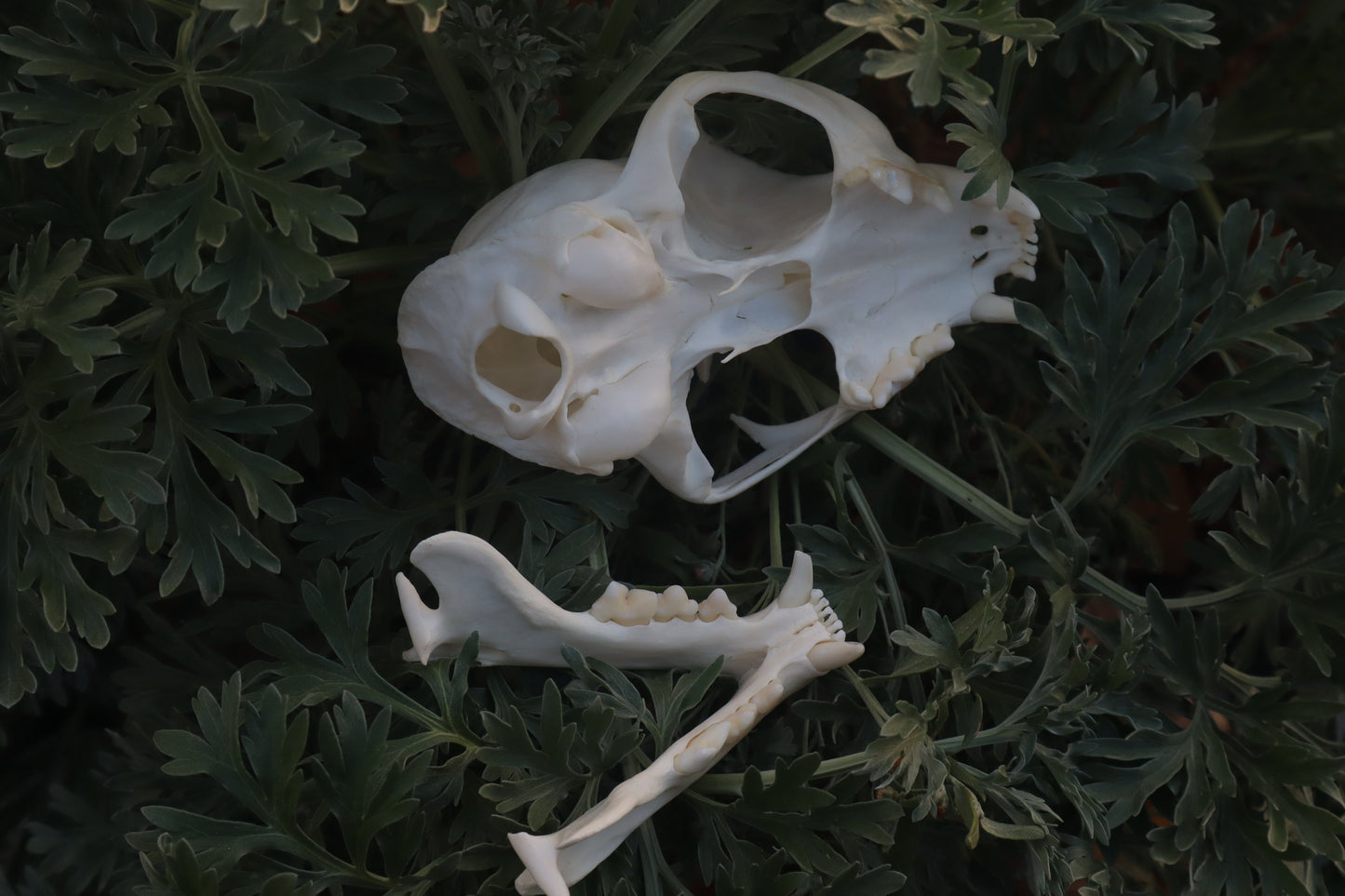 Bobcat Skull