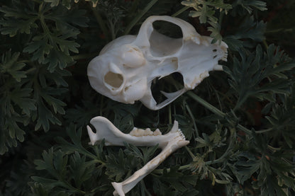 Bobcat Skull