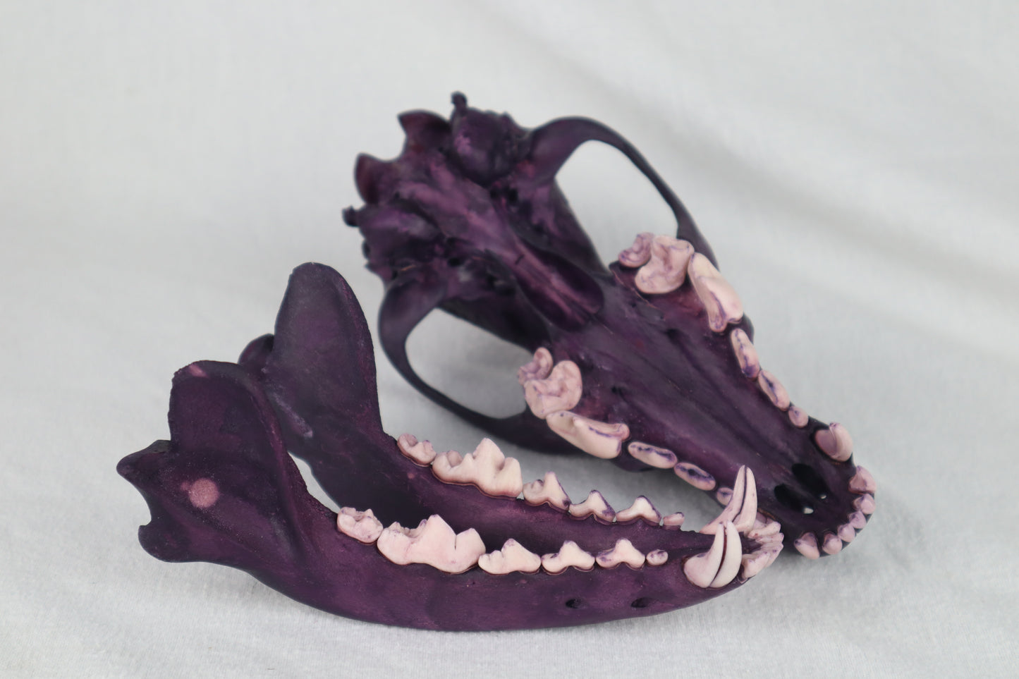 Naturally Stained Coyote Skull