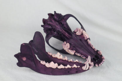 Naturally Stained Coyote Skull