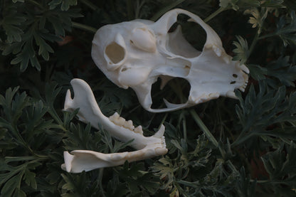 Bobcat Skull