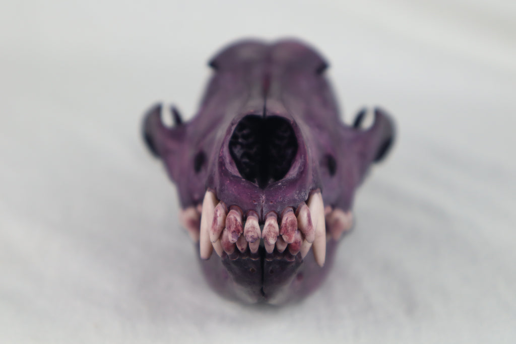 Naturally Stained Coyote Skull