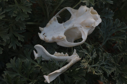 Bobcat Skull