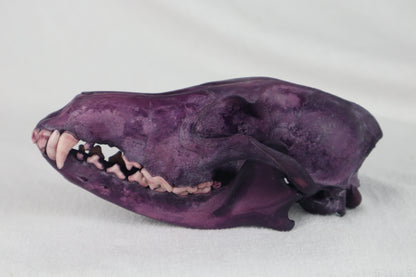 Naturally Stained Coyote Skull