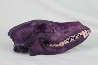 Naturally Stained Coyote Skull