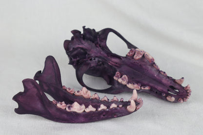Naturally Stained Coyote Skull