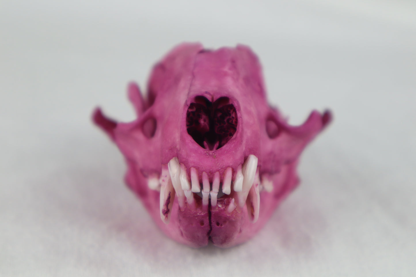 Naturally Stained Damaged Raccoon Skull