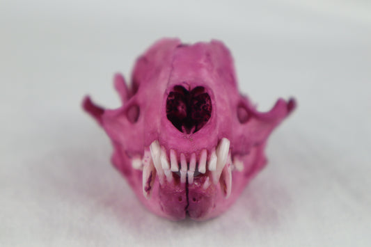 Naturally Stained Damaged Raccoon Skull