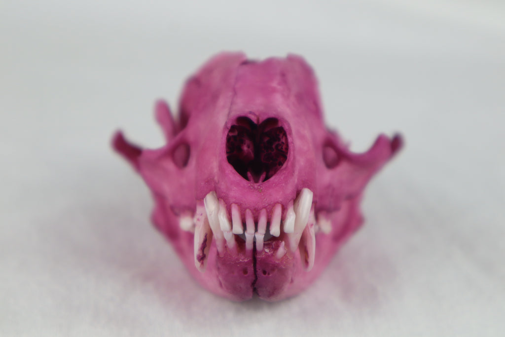Naturally Stained Damaged Raccoon Skull