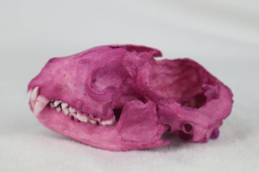 Naturally Stained Damaged Raccoon Skull