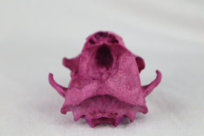Naturally Stained Damaged Raccoon Skull