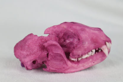 Naturally Stained Damaged Raccoon Skull
