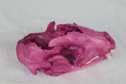 Naturally Stained Damaged Raccoon Skull