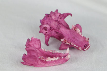 Naturally Stained Damaged Raccoon Skull