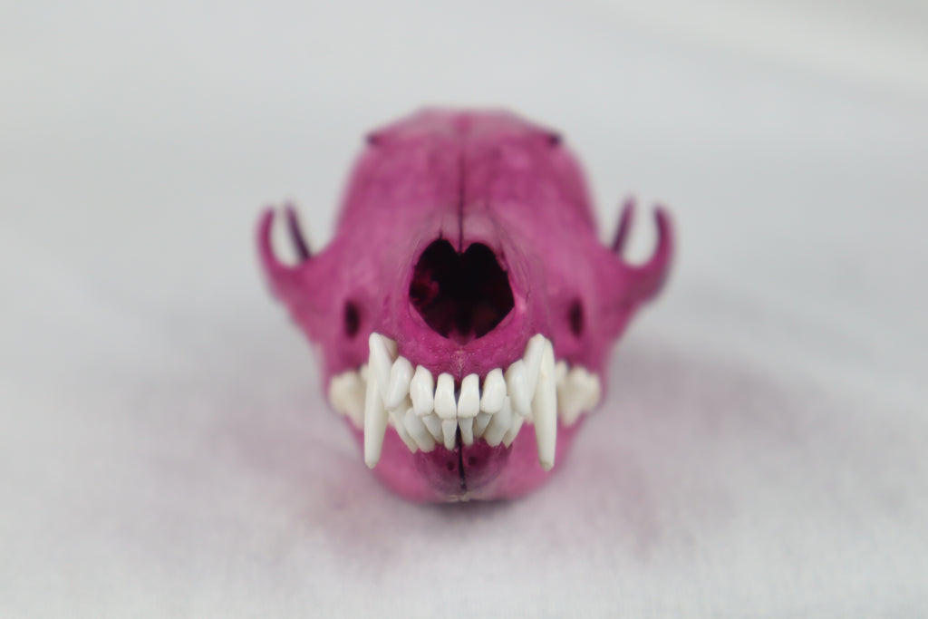 Naturally Stained Red Fox Skull