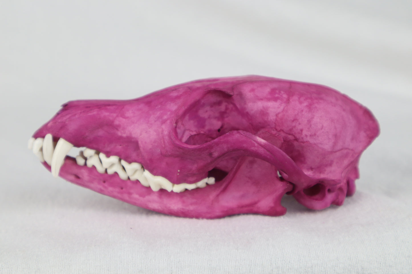 Naturally Stained Red Fox Skull