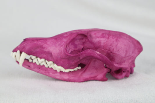 Naturally Stained Red Fox Skull