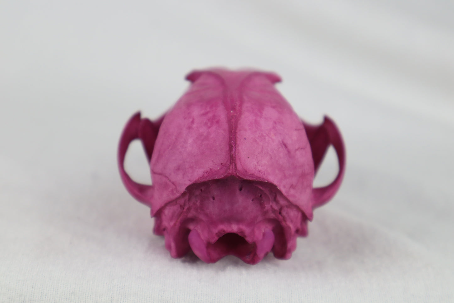 Naturally Stained Red Fox Skull