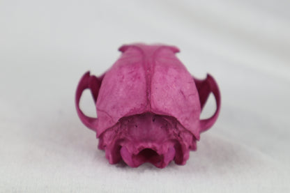 Naturally Stained Red Fox Skull