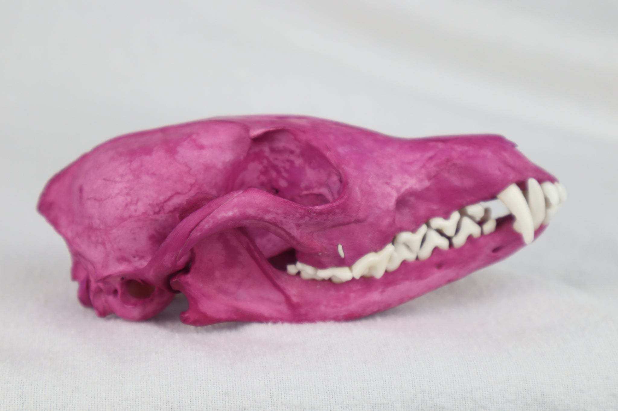 Naturally Stained Red Fox Skull