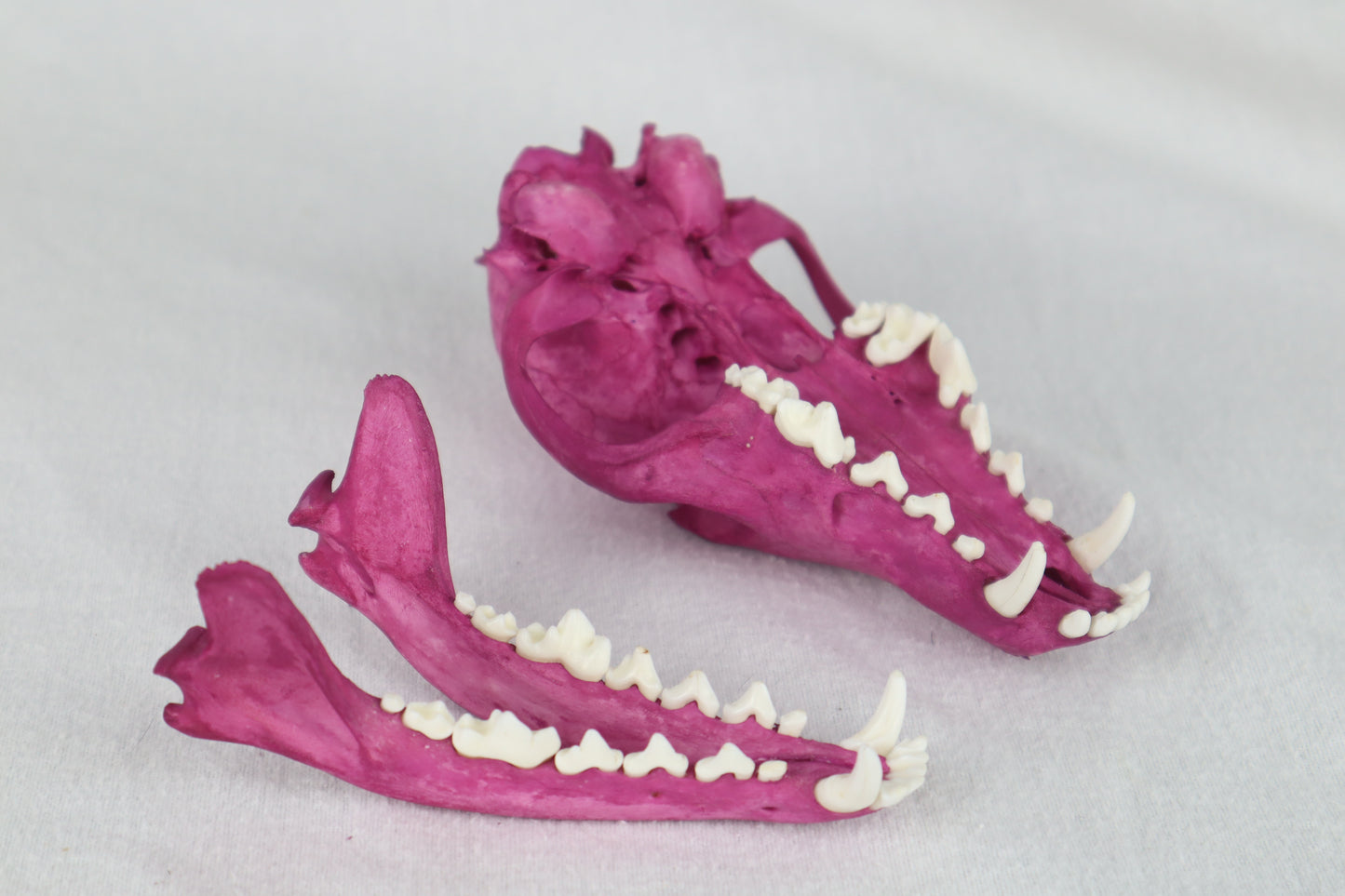 Naturally Stained Red Fox Skull