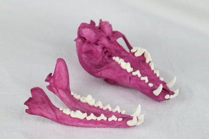 Naturally Stained Red Fox Skull