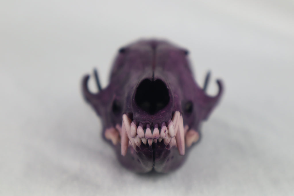 Naturally Stained Red Fox Skull