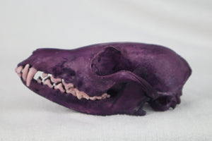 Naturally Stained Red Fox Skull