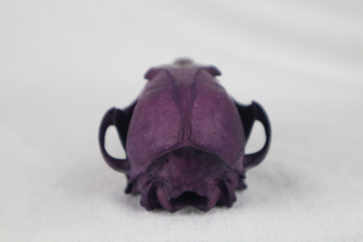 Naturally Stained Red Fox Skull